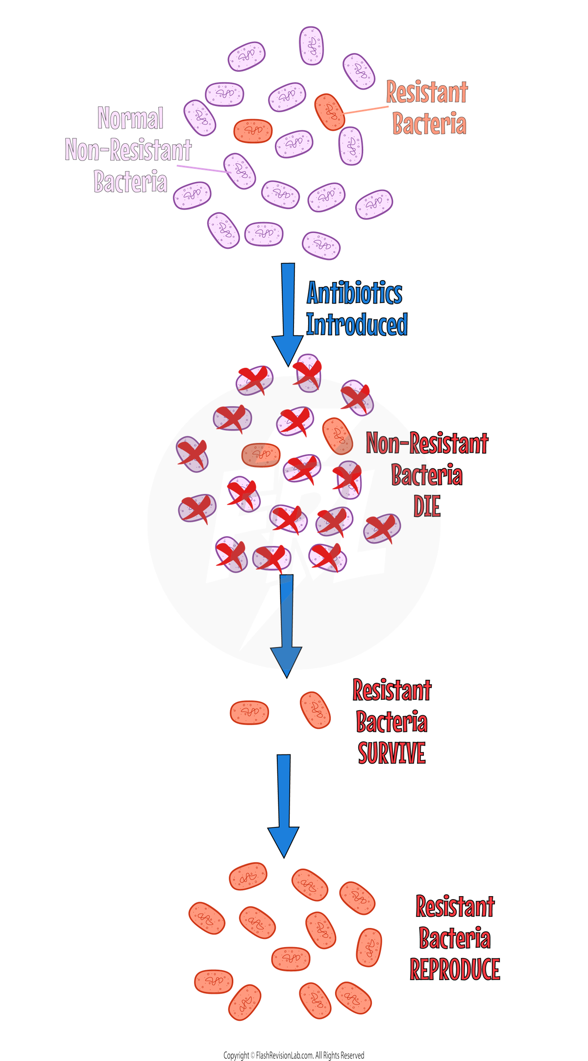 Antibiotic Resistance